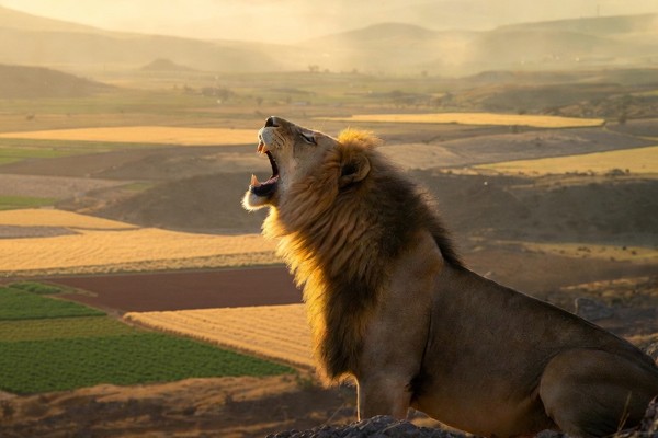 A roaring lion on a rocky height above a fertile valley at golden hour